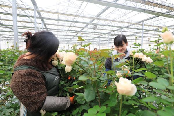 乡村振兴｜河北邱县：玫瑰花“开出”致富路