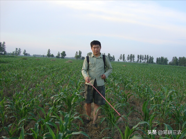 玉米豌豆高产高效间套种植技术