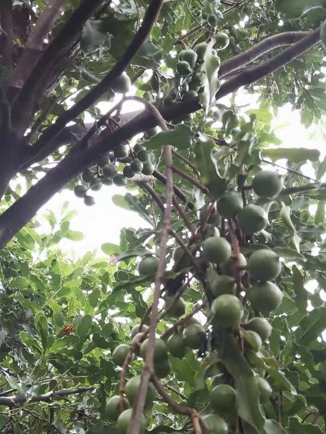 夏威夷果的特点，坚果品种和价格，坚果的技术，种植坚果有前途吗