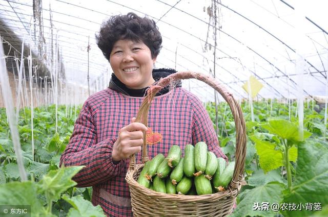 黄瓜种植，如何有效防治靶斑病、霜霉病、细菌性角斑病、炭疽病？