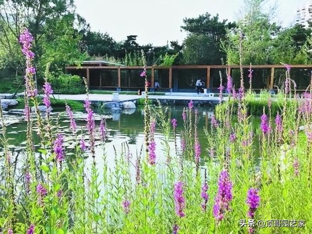 庭院自然式水景边适合种什么植物？这6种植物值得拥有