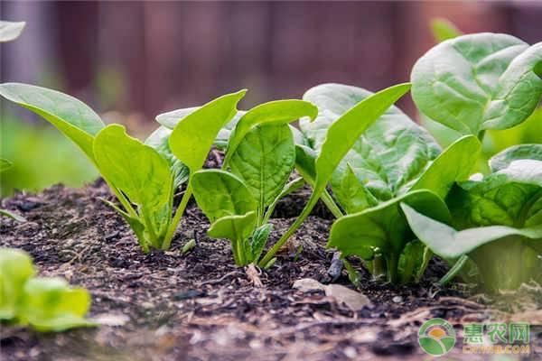 菠菜什么时候播种？怎么种植才能高产？