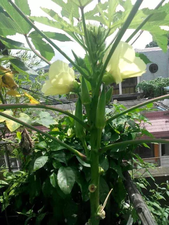 秋葵种植很简单，阳台种3棵，2个月就能摘，一茬又一茬