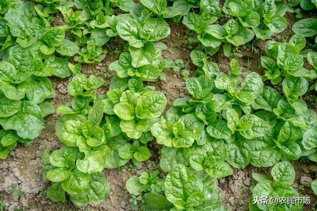 日光温室冬春茬落葵栽培技术，推荐大家种植方法，以及养护管理