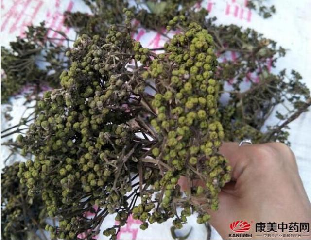 吴茱萸种植面积大幅增加，一亩种苗竟卖出15万元的惊天暴利