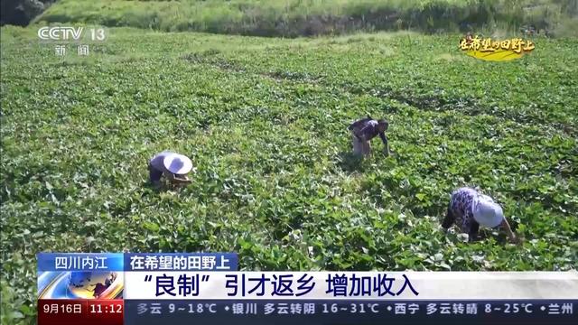 千里沃野筑粮仓 四川主产区迎丰收