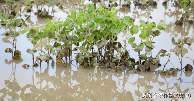 怎么种植黑毛豆，才能产量高、多挣钱？（实用）