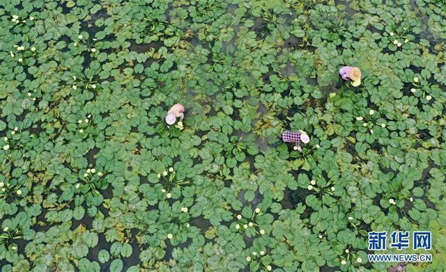 广西柳州：九品香水莲花采摘忙