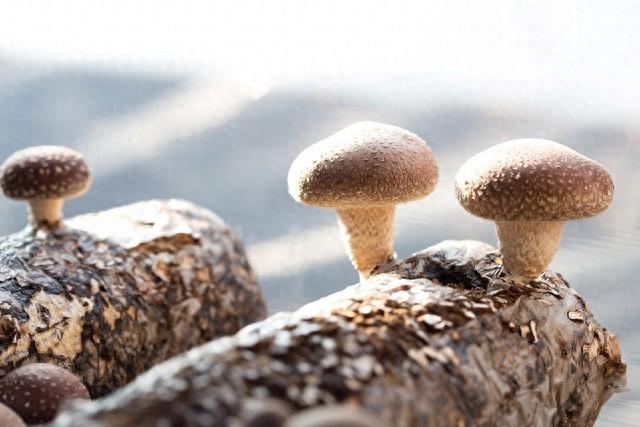 香菇种植与栽培技术：美味与健康的秘密