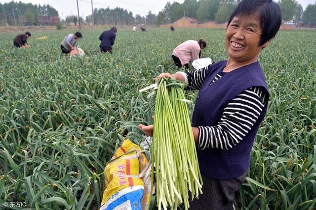 今冬菜价低是因为传统蔬菜种植技术含量低，快来学习种蒜薹技术吧