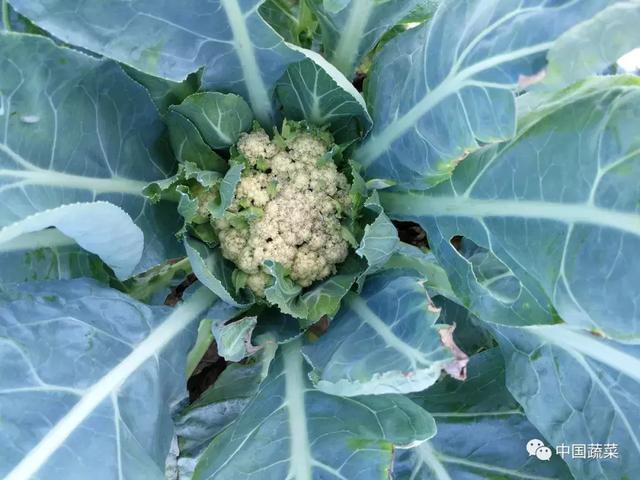 毛花、紫花、僵化小球...早熟松花菜夏季抢早种植问题多