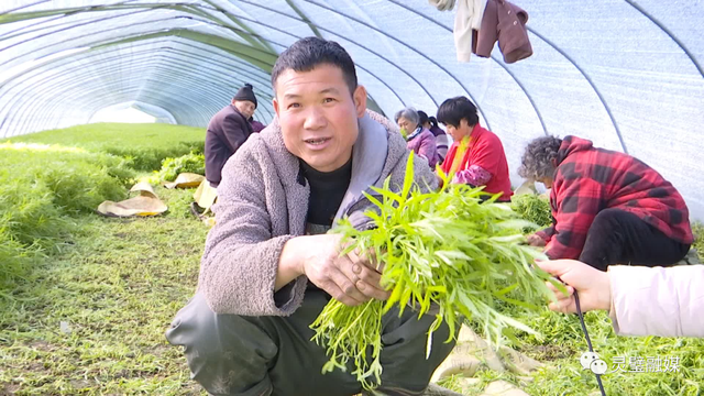 娄庄镇汴河村：芦蒿种植助推村民快速走上致富路