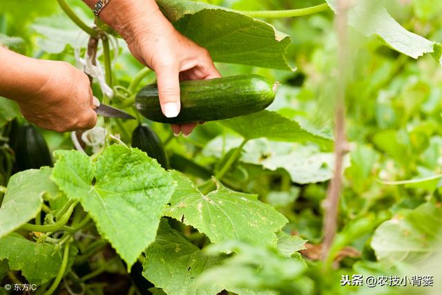 黄瓜种植，如何有效防治靶斑病、霜霉病、细菌性角斑病、炭疽病？