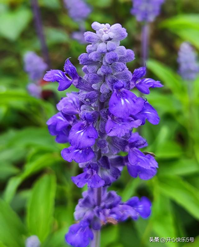 蓝花鼠尾草