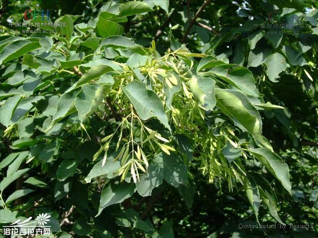 白蜡树，是白蜡虫的寄主植物