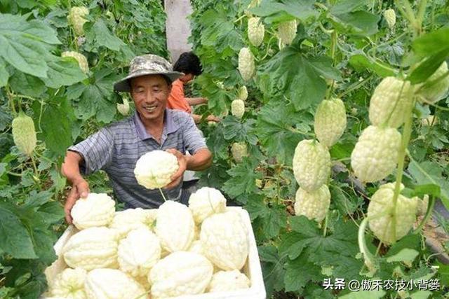 高产苦瓜有哪些种植管理技巧？注意5大方面