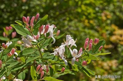 家庭种养金银花，好处多，易养活；遮荫赏花闻香，一举多得