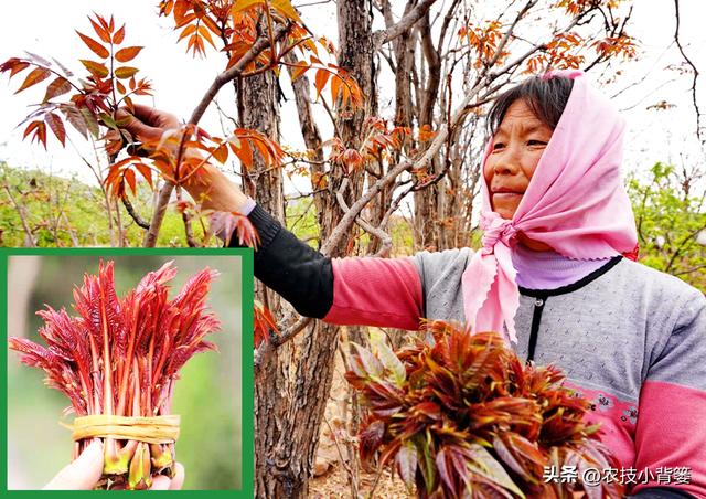 香椿如何繁殖育苗？2种枝条繁殖法、2种根系繁殖法，你选哪种？