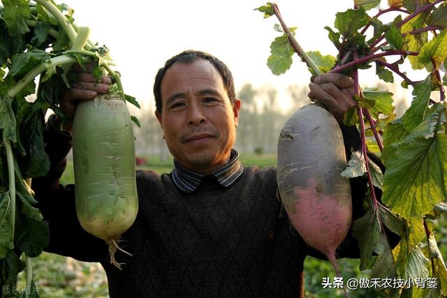 秋季萝卜种植正当时，萝卜这样种植个头大、产量高，不烂根不糠心