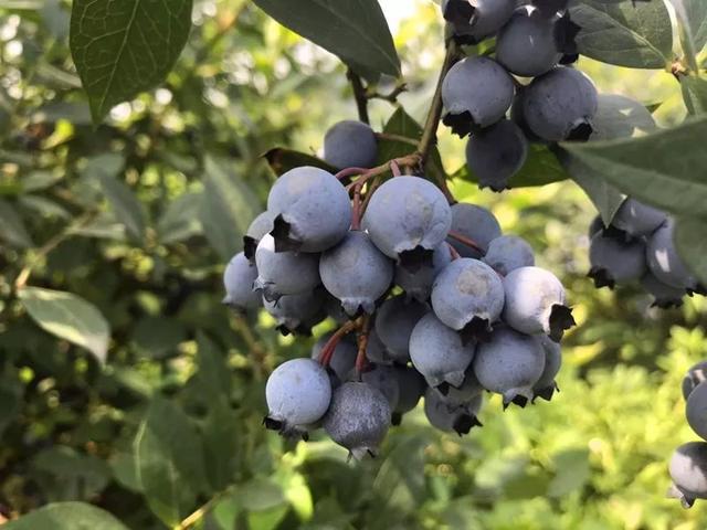 小时候的梦想成真！周末去摘杨梅蓝莓 约不？