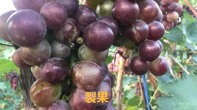 不解决这“4大难题”，你怎样种出优质的巨峰葡萄？