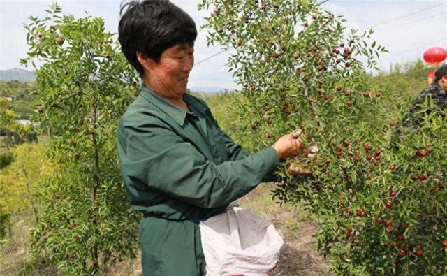 暴涨到1000元一公斤的药材，种植一亩利润能达到16万元以上！