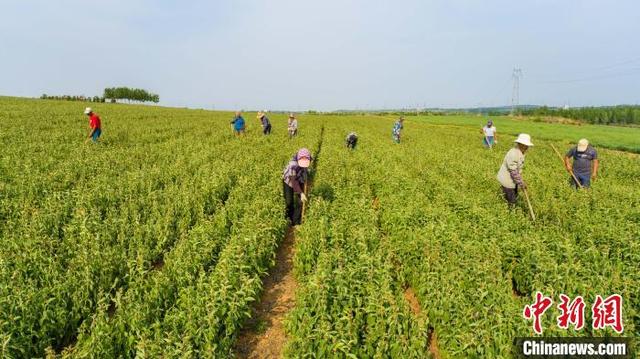 河北秦皇岛：中草药种植让岭坡地变身“聚宝盆”