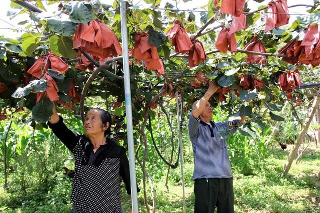 风味云南，你“桃”不过我的维生素