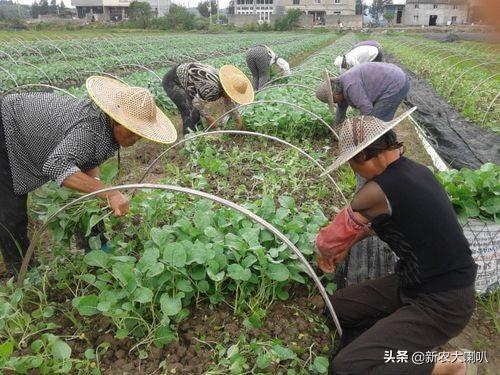 西兰花的管理要点 这些要清楚