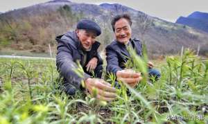 地黄种植多久能采收(农村种植哪些中药材“钱”景好并且挣钱快？这几个品种别错过)