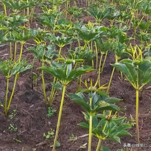 重楼种植不得不关注的两个重点问题，你知道是什么吗？让我告诉你