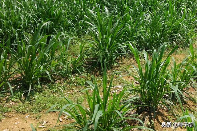 养殖不可少的牧草品种，增润草的种植技术和管理介绍