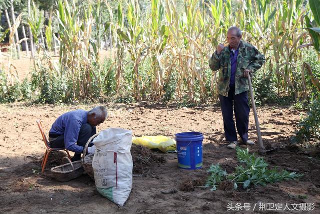 客商推广种植中药材“草乌”，农村6旬老人说第一年收入很意外