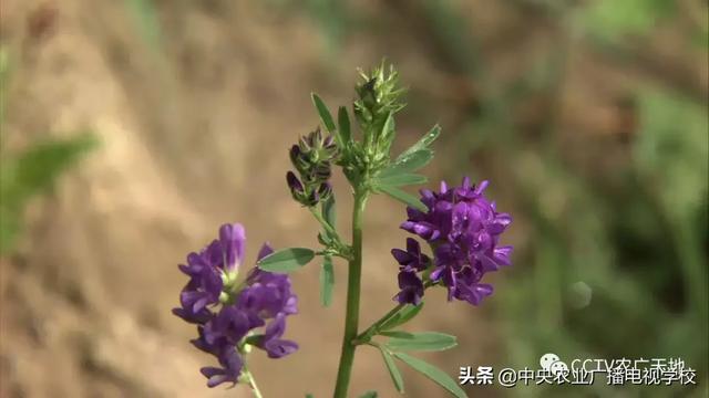 【农广天地】西藏紫花苜蓿栽培技术