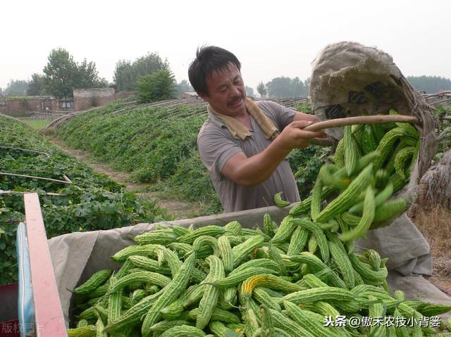 苦瓜如何种植才能更高产？防治苦瓜上的瓜实蝇有哪些好方法？