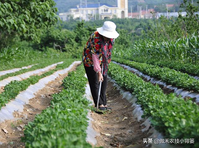 种花生巧施肥，长势好、病害少、果荚多、籽粒饱，增产增收效益好