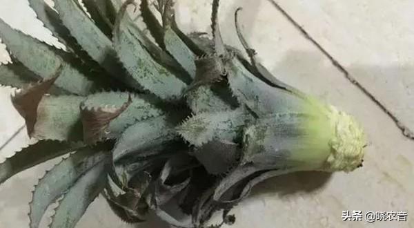 如何种植菠萝盆栽？