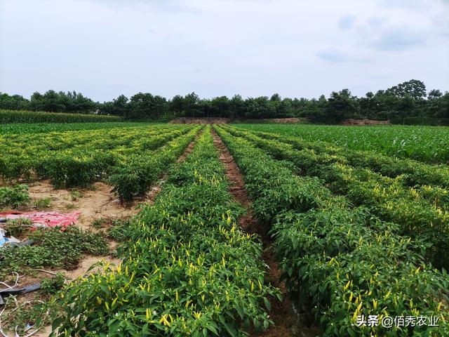 农民种植辣椒，遇多雨年份该怎么管理？4个措施保产量