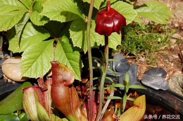 9种养在水中很难养死的水生植物，还能开出精致的花朵