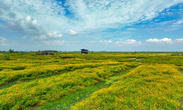 江苏兴化：千垛景区300余亩菊花开