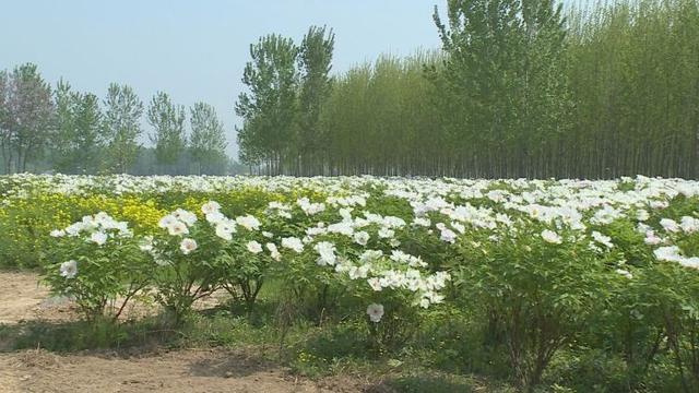 菏泽市成武县：油用牡丹盛开 有风景更有“钱”景