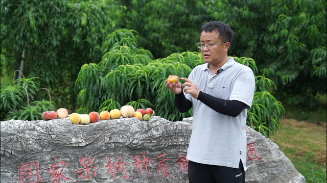 【食话实说】买桃子，别只会挑大的！专家手把手教您如何挑个好桃子