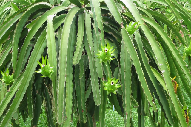 火龙果的种植技术