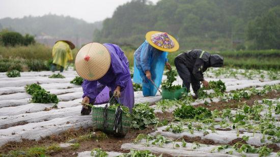 休宁县：村书记带头栽种小香薯 探索村民共富新路径