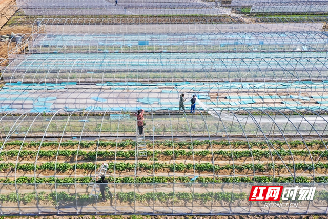 湖南蓝山：蔬菜大棚修建忙