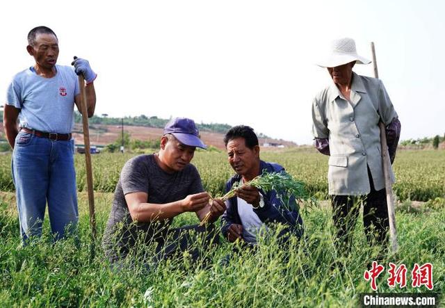 河北秦皇岛：中草药种植让岭坡地变身“聚宝盆”