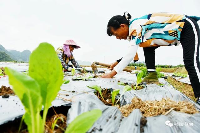 又是一年丰收季 三湘大地好“丰”光