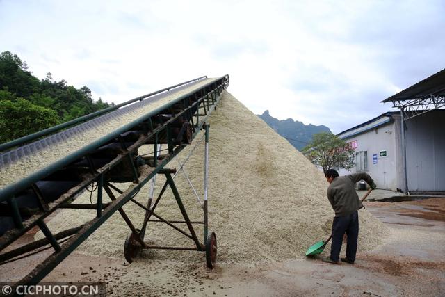 重庆黔江：全桑枝育出“生态食用菌”