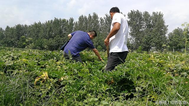 农民大胆种植一种作物，去年赚翻了，今年还能笑出来吗？