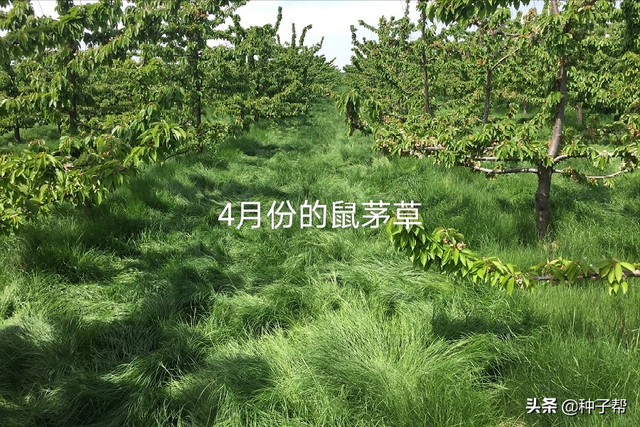 果园种鼠茅草，4-5年不用花钱除草，疏松土壤，投入低，效益高